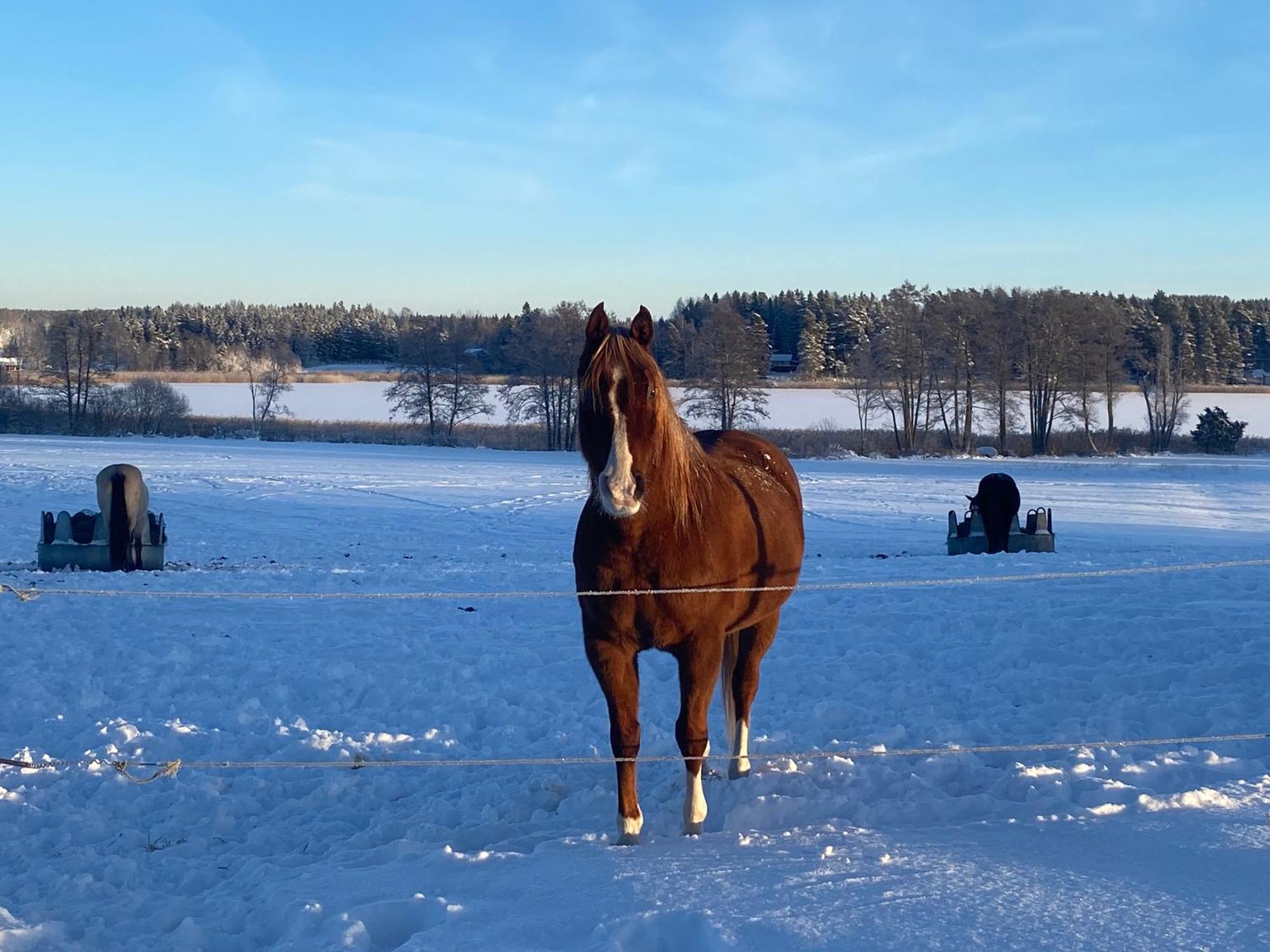 Penzion Ulvsby Ranch Karlstad Exteriér fotografie