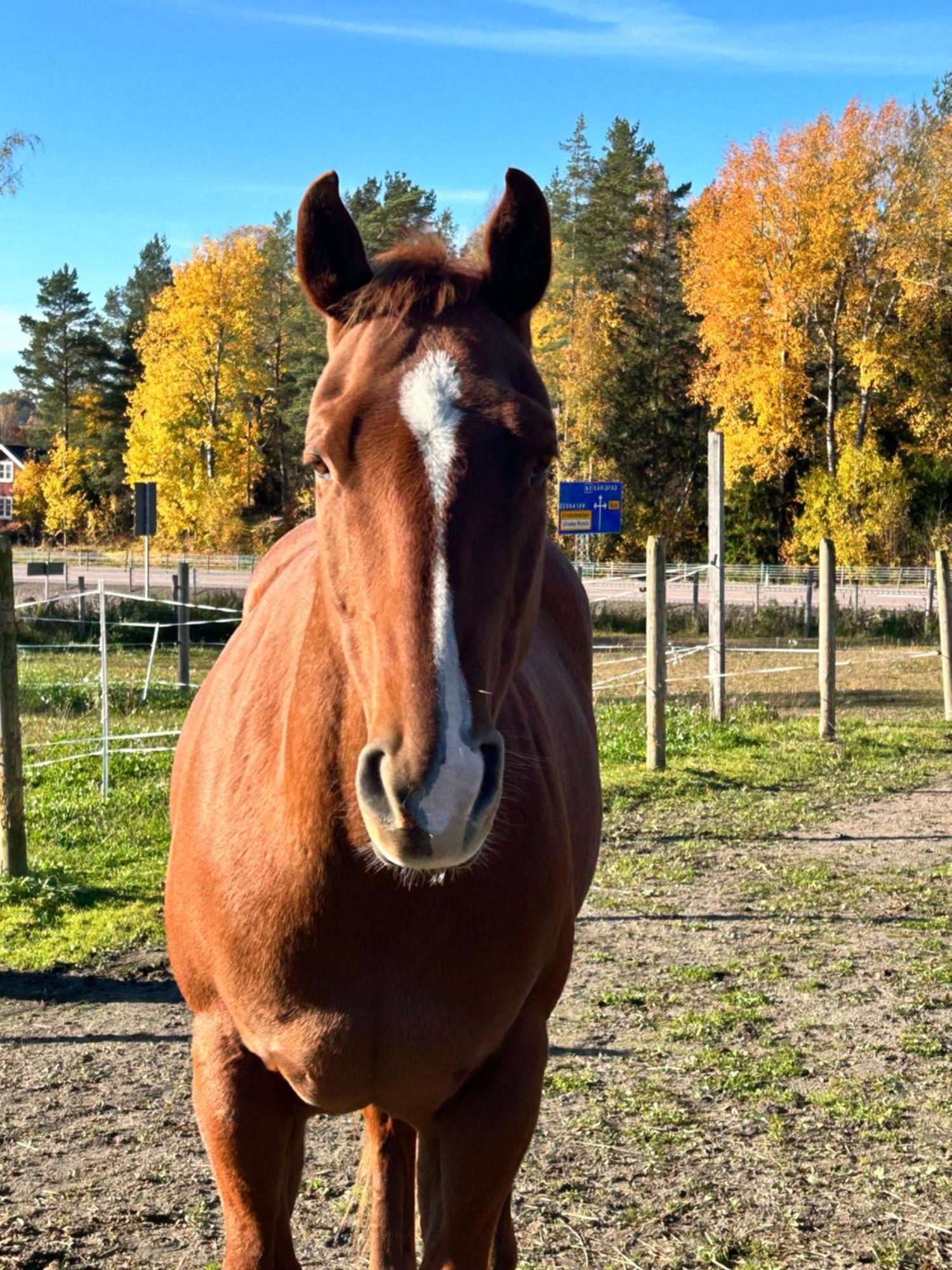 Ulvsby Ranch Western Camp Karlstad Exteriér fotografie